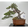Pinus sylvestris I-6459