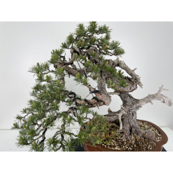 Pinus sylvestris I-6459 view 2