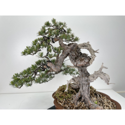 Pinus sylvestris (pino silvestre europeo) I-6459 vista 3