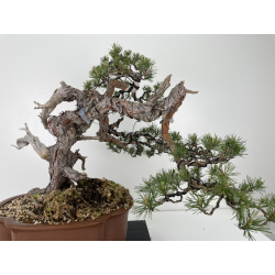 Pinus sylvestris (pino silvestre europeo) I-6459 vista 4