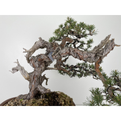 Pinus sylvestris (pino silvestre europeo) I-6459 vista 5