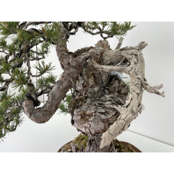 Pinus sylvestris (pino silvestre europeo) I-6459 vista 6