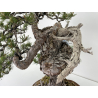 Pinus sylvestris I-6459 view 6