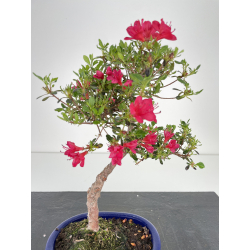 Azalea I-6466 view 2