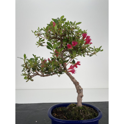 Azalea I-6466 view 3