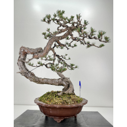 Pinus sylvestris I-6470