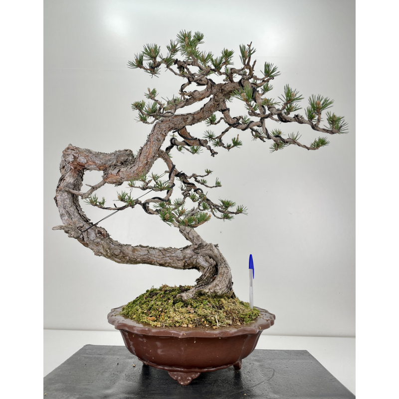 Pinus sylvestris (pino silvestre europeo) I-6470