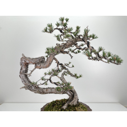 Pinus sylvestris (pino silvestre europeo) I-6470 vista 2