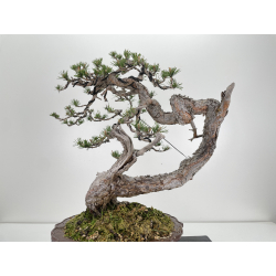 Pinus sylvestris (pino silvestre europeo) I-6470 vista 5