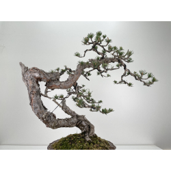 Pinus sylvestris (pino silvestre europeo) I-6470 vista 4