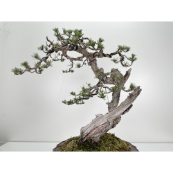 Pinus sylvestris (pino silvestre europeo) I-6470 vista 6