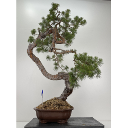 Pinus sylvestris I-6471