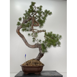Pinus sylvestris (pino silvestre europeo) I-6471