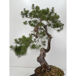 Pinus sylvestris I-6471 view 6
