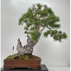 Pinus sylvestris I-6471