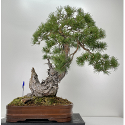 Pinus sylvestris (pino silvestre europeo) I-6471