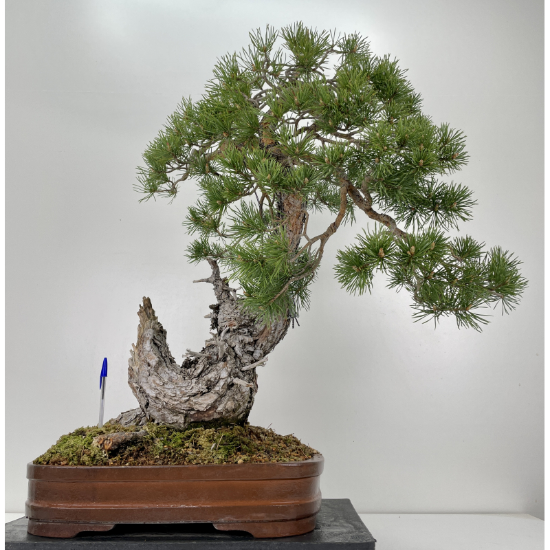 Pinus sylvestris (pino silvestre europeo) I-6471