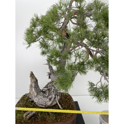 Pinus sylvestris (pino silvestre europeo) I-6471 vista 2