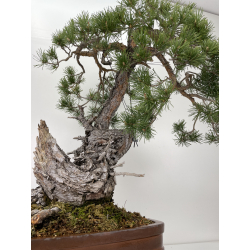 Pinus sylvestris (pino silvestre europeo) I-6471 vista 3