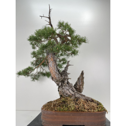 Pinus sylvestris (pino silvestre europeo) I-6471 vista 5
