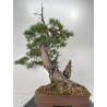 Pinus sylvestris (pino silvestre europeo) I-6471 vista 5