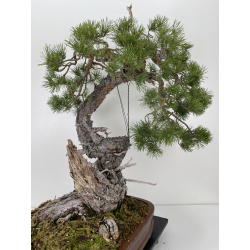 Pinus sylvestris (pino silvestre europeo) I-6471 vista 4