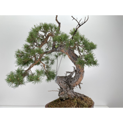 Pinus sylvestris (pino silvestre europeo) I-6471 vista 6