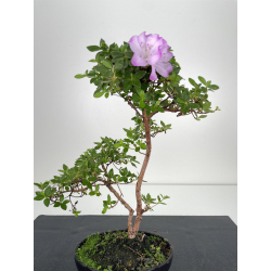 Azalea I-6476 view 2