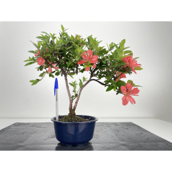 Azalea I-6477