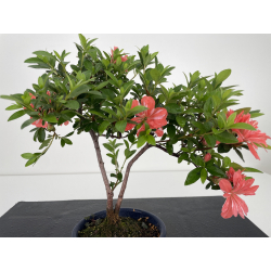 Azalea I-6477 view 2