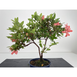 Azalea I-6477 view 3