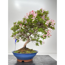 Azalea I-6478