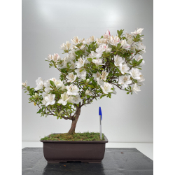 Azalea I-6479