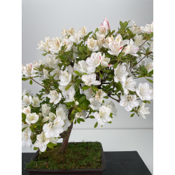 Azalea I-6479 view 2