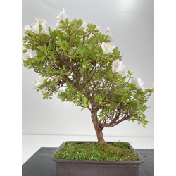 Azalea I-6479 view 3