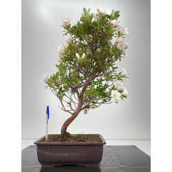 Azalea I-6481