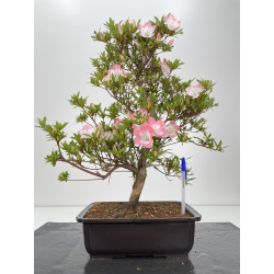 Azalea I-6482