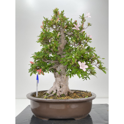Azalea I-6483