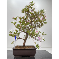 Azalea I-6486
