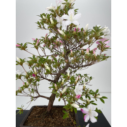 Azalea I-6486 view 2