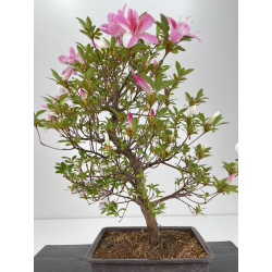 Azalea I-6486 view 3