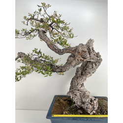 Quercus suber I-6489 view 2