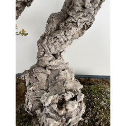 Quercus suber I-6489 view 3