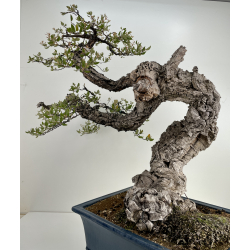 Quercus suber I-6489 view 4