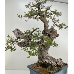 Quercus suber I-6489 view 5