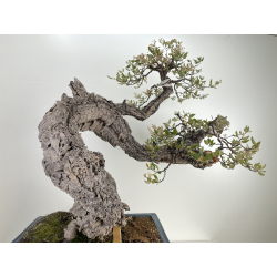 Quercus suber I-6489 view 6