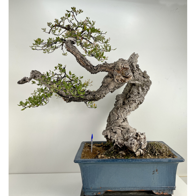 Quercus suber I-6489 Quercus suber I-6489