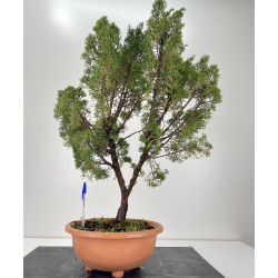 Juniperus chinensis itoigawa I-6490