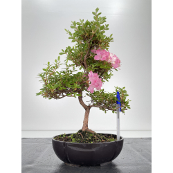Azalea I-6499