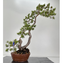 Pinus sylvestris I-6504